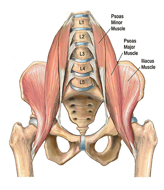 Movement_enhanced_hip_flexor_anatomy