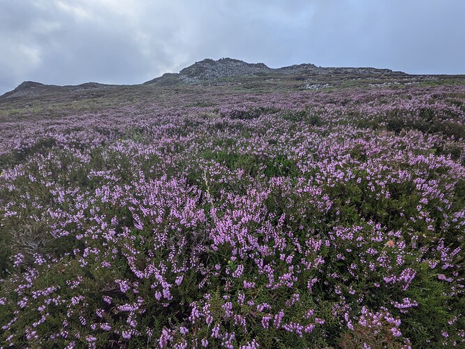 PXL_20210817_055458549