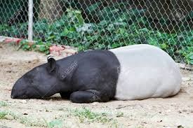 Sleeping%20tapir