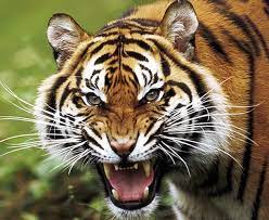 tiger