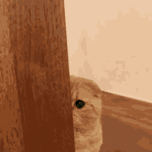 cat-kitty